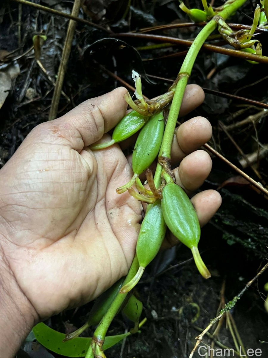 Elettaria ensal (Gaertn.) Abeyw.